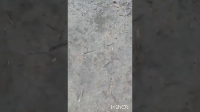 охота на зайца в общедоступных угодьях 2021 г смотреть онлайн