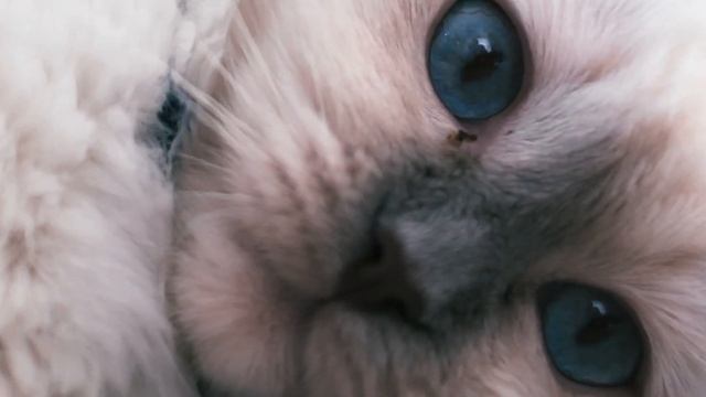 SAPPHIRE смотреть онлайн