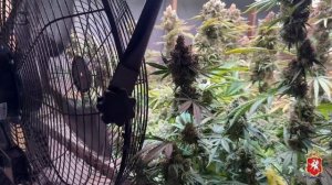 Полицией задержан житель Севастополя, растивший в своём доме коноплю и планировавший сбыть марихуану