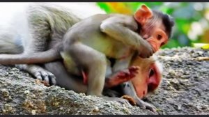 Пока что baby monkey соизмерим только с маминой головой   1000033192.mp4