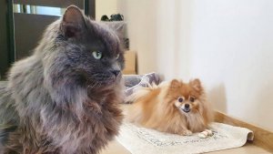 Субботние дела Баси и Рыси!