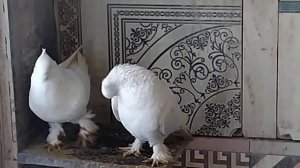 андижанские голуби СПБ