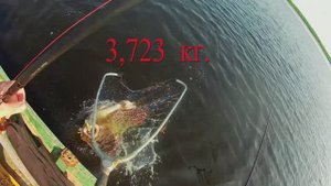 Троллинг на Селигере,я подумал сеть-но пошли рывки.