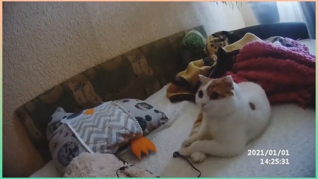  Тяжелые кошачьи будни  год 2021 начался...