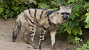 Земляной волк-любитель термитов