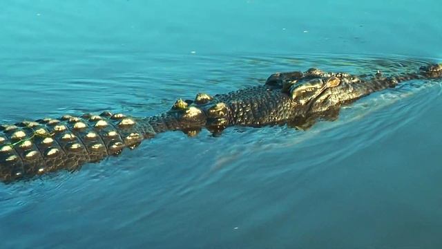 Yellow Water Sunrise Cruise Tour Kakadu National Park