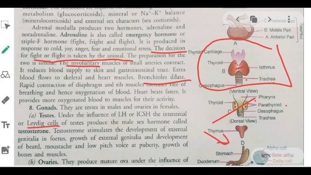 Animal Hormones / Control & Coordination /Part - 9 / Chapter - 7 / 10 Class Science