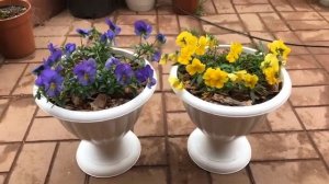 Виола ампельная COOL WAVE