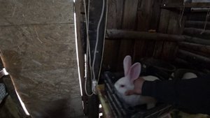 Праздничная оправка кроликов на племя.