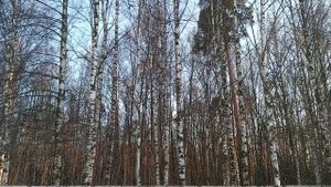 Зимняя природа.