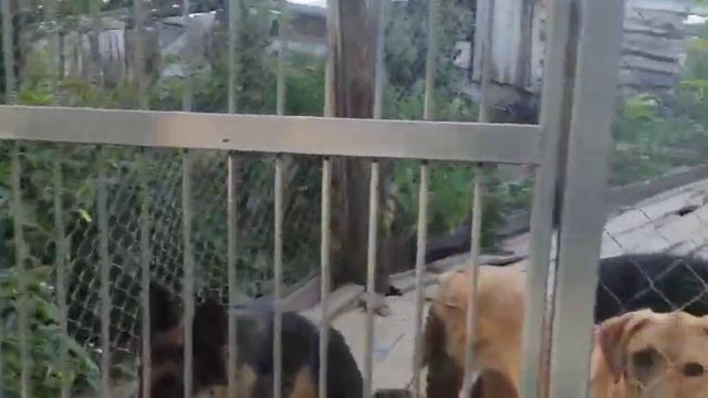 Сделай паузу - пропусти овец! Так проходил выгул овчарок и гончих у Андрея. Приют Сириус в Киев. об смотреть онлайн