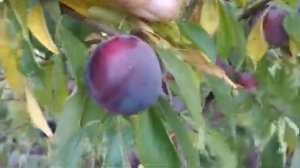 Диплоїдна слива Рубі Кранч. Plum Ruby Crunch. Дуже пізня слива з тривалим зберіганням
