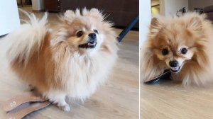 Бася почему то решила забрать себе мои стельки!