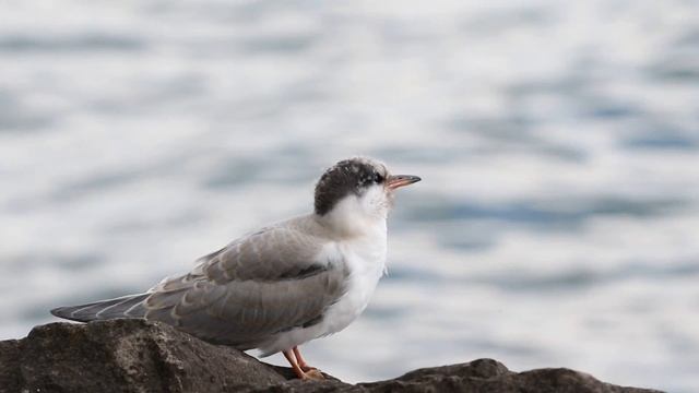 Common Tern juvenile begging