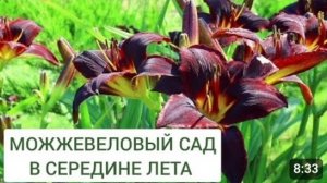 МОЖЖЕВЕЛОВЫЙ САД В СЕРЕДИНЕ ЛЕТА. 19.07.2024г.