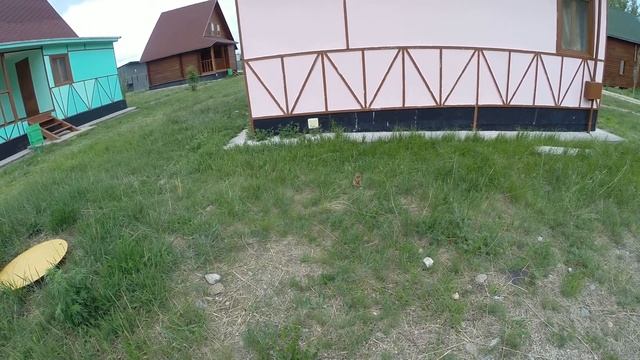 Суслик Кисочка позирует на камеру.