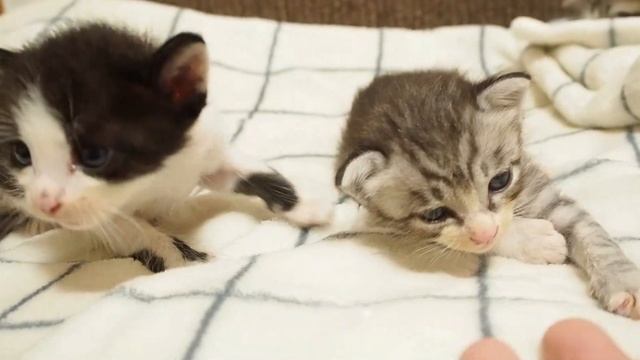 満腹お腹の子猫が眠たくなっちゃった。【赤ちゃん猫　保護猫】 смотреть онлайн