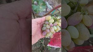 виноград айсберг