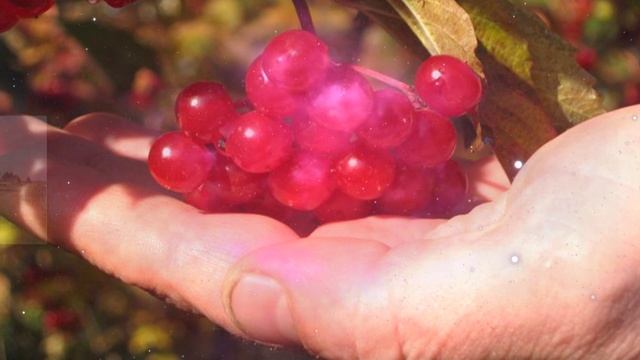 Сергей Одинцов - Ах калина красная моя…