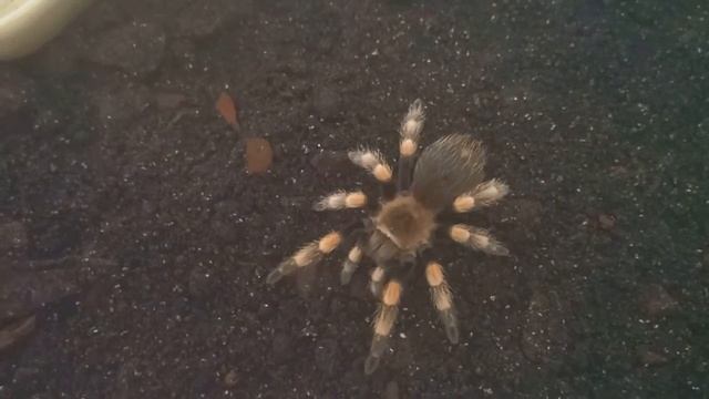 Meet Tyson my Brachypelma Hamorii
