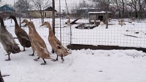 Индийские бегунки разных окрасов