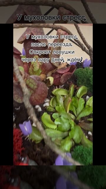 Флорариум с хищными растениями #shorts