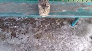 коричневый котёнок