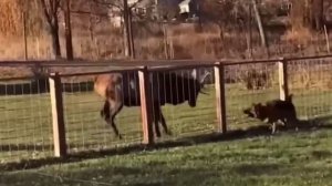 Зацепились с оленем🦌😂 ( видео про собак и оленей )