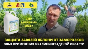 Защита завязей яблони и сливы от заморозков в Калининградской области