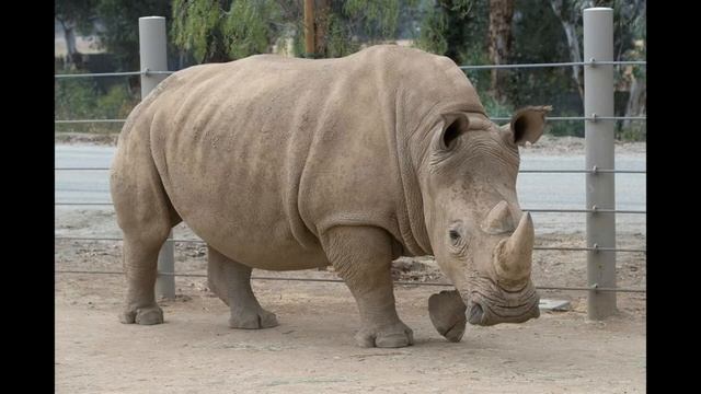 rhinoceros sounds смотреть онлайн