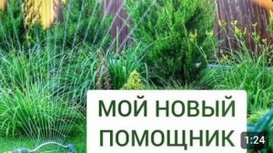 МАЯТНИКОВЫЙ ДОЖДЕВАТЕЛЬ - МОЙ НОВЫЙ ПОМОЩНИК В САДУ. 29.06.2024г.