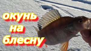 Крутая рыбалка на Псковсом озере, ловля окуня на зимнюю блесну.