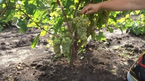 Лиепаяс дзинтарс, июль 2018