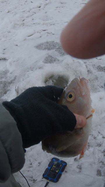 Вы не поверите, какого размера окуня можно ловить зимой на балду! смотреть онлайн