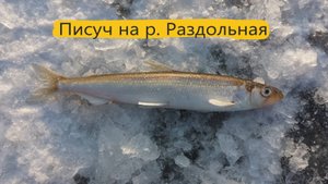 Писуч на р. Раздольная