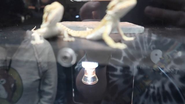 REPTILE EXPO AND PET STORE VLOG with Tarantula Kat, Emilee Rose, and Jeremy's Wild Studio смотреть онлайн