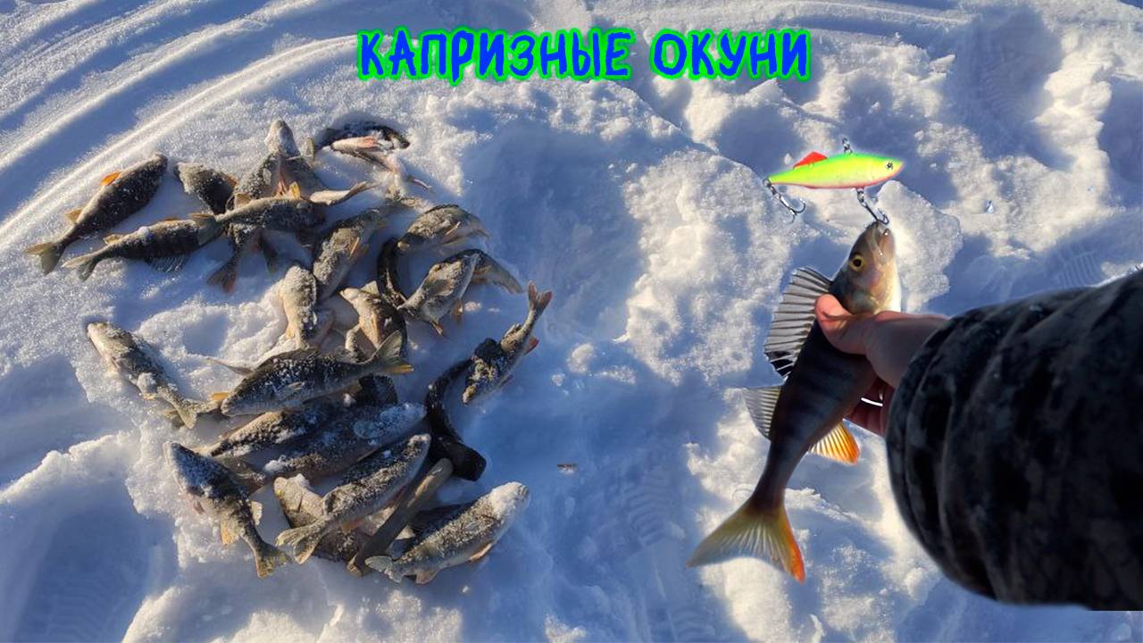 Капризные окуни красивого озера #зимняяловлярыбы #рыбалка #окунь