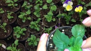 Рассада цветов 23.04.19 Виола, прищипка, цветение