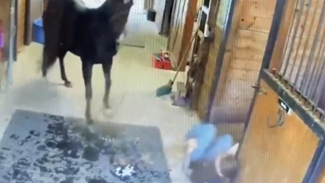 лошадь психанула смотреть онлайн