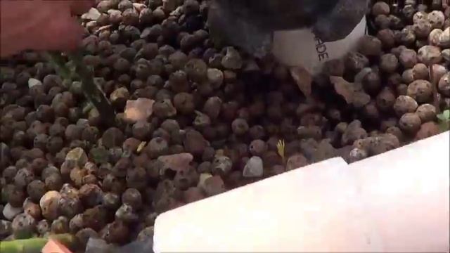 Aquaponic Indigo Rose Tomato Update May 15 смотреть онлайн