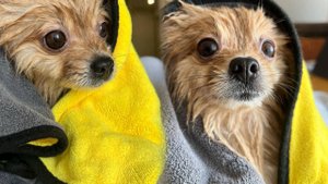 Как Бася купалась и в новом полотенце сидела!