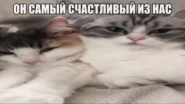 вот он смотри! смотреть онлайн