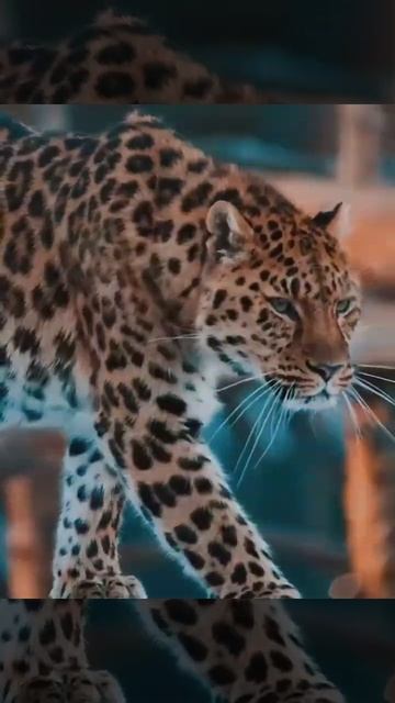 Animals.Левлеопардгепард..Такие красивыежаль что опасные!