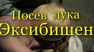 Посев лука Эксибишен на рассаду.