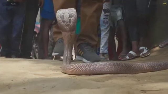 гнезда змея очень много кобра