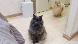 Кого из Пушистой банды удастся заманить на кровать?