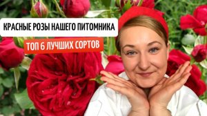 Розы которые хотят все! Красные сорта роз.