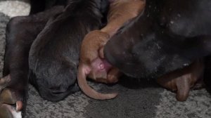 18 + Не простые роды питбуля Багиры...