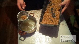 Как я проращиваю зерно