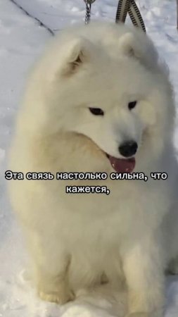 ЗИМА В СЕРДЦЕ САМОЕДА